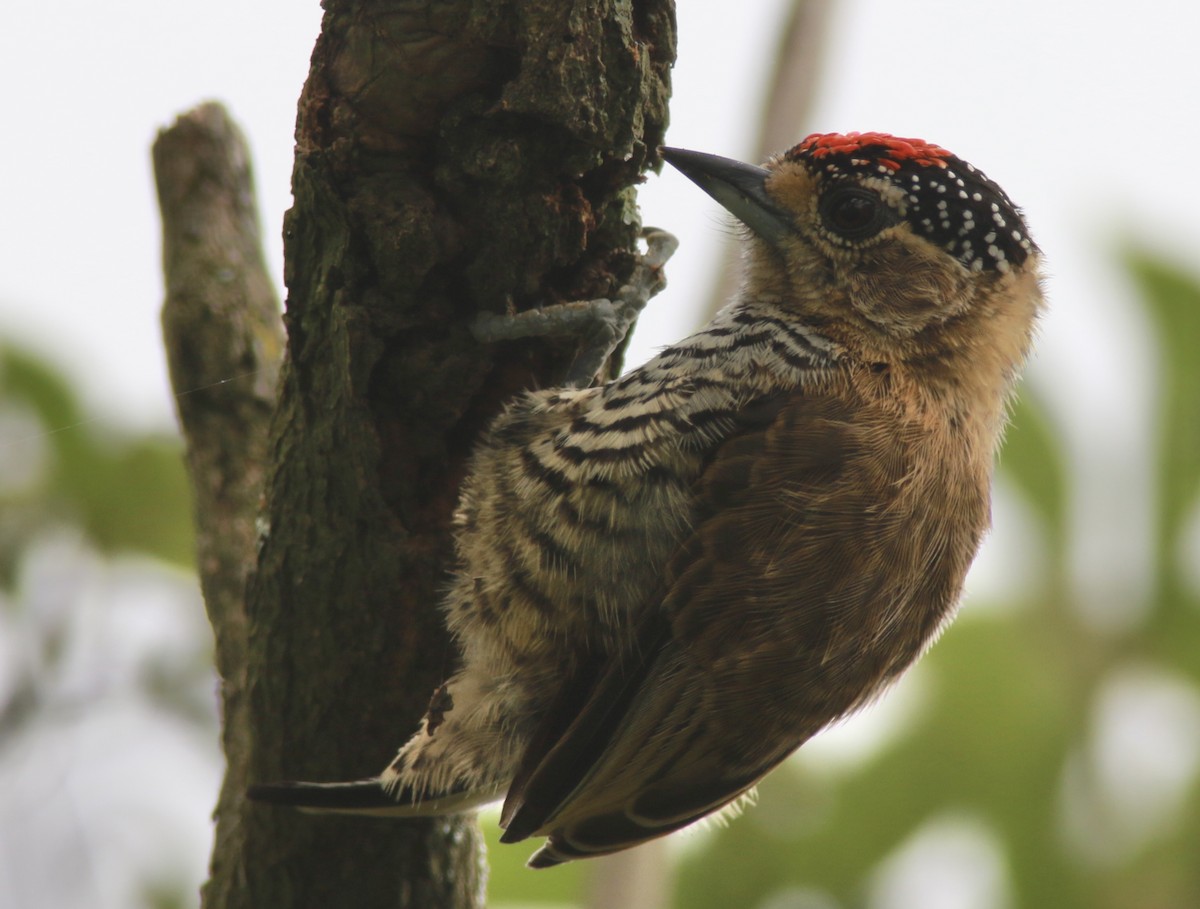 Ochre-collared Piculet - Richard Garrigus