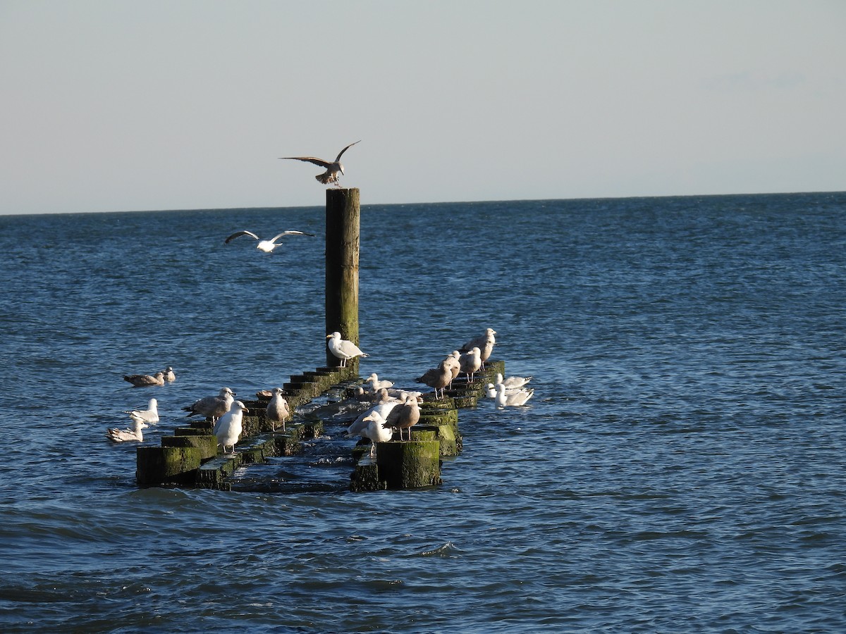 gull sp. - ML544793911