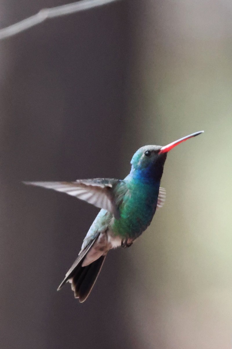 Colibrí Piquiancho Común - ML544794131