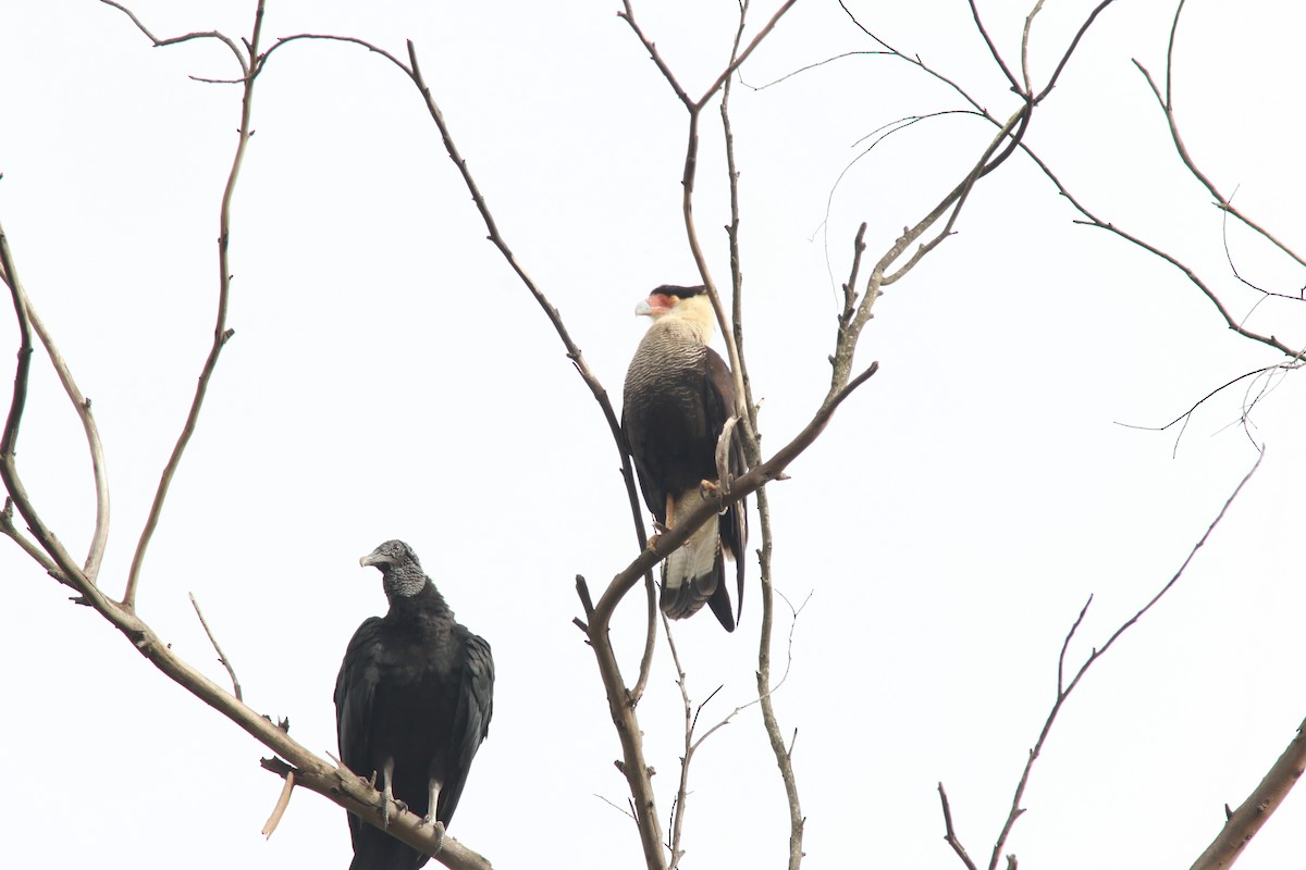 Caracara Carancho - ML544794241