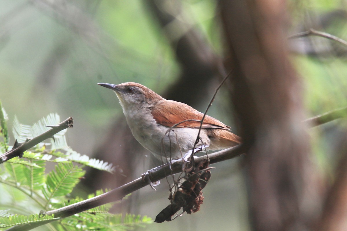 Yellow-chinned Spinetail - Richard Garrigus