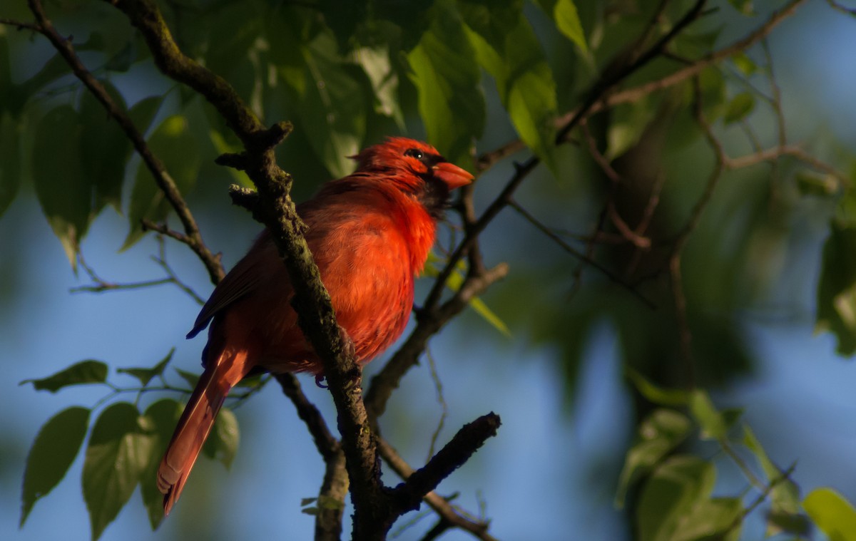 Northern Cardinal - ML54479471