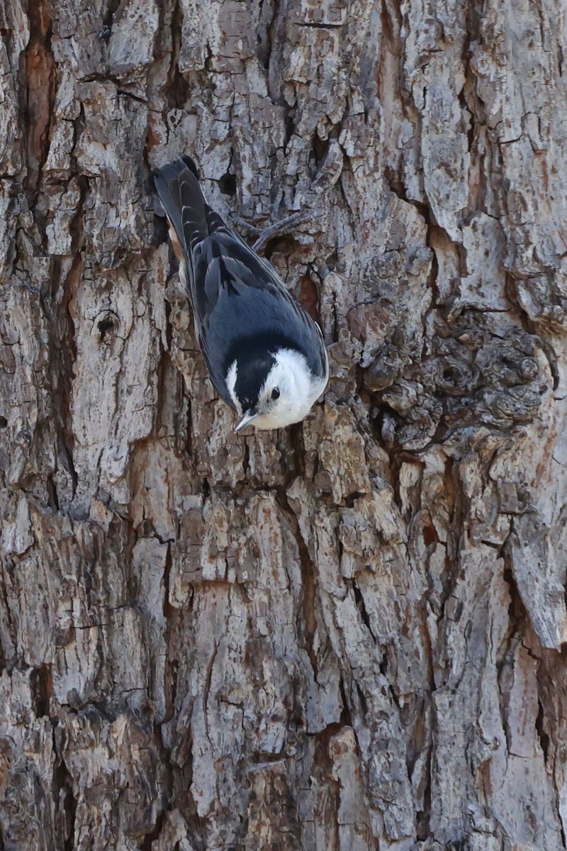 White-breasted Nuthatch - Jill Norbury-Jaranson and John Jaranson