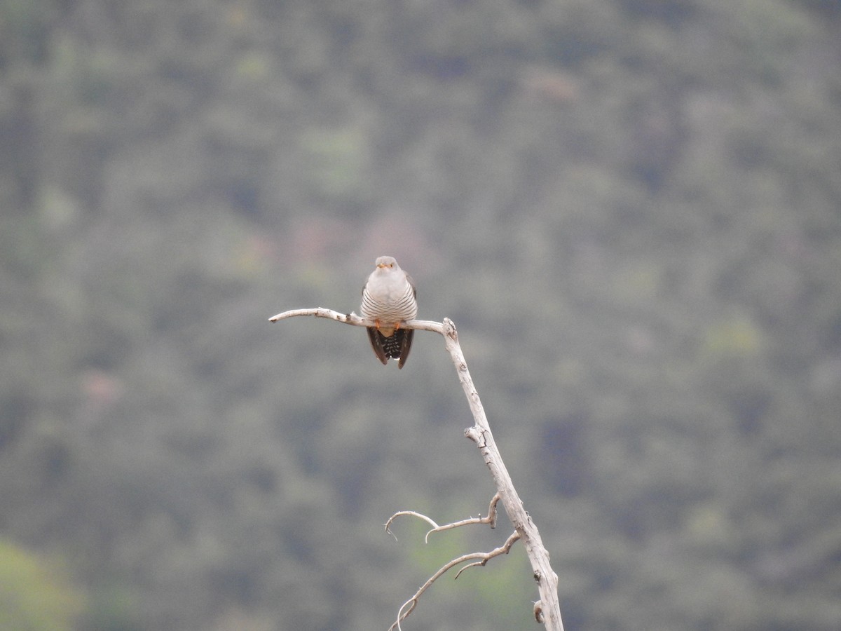 Common Cuckoo - John Garcia Ulloa