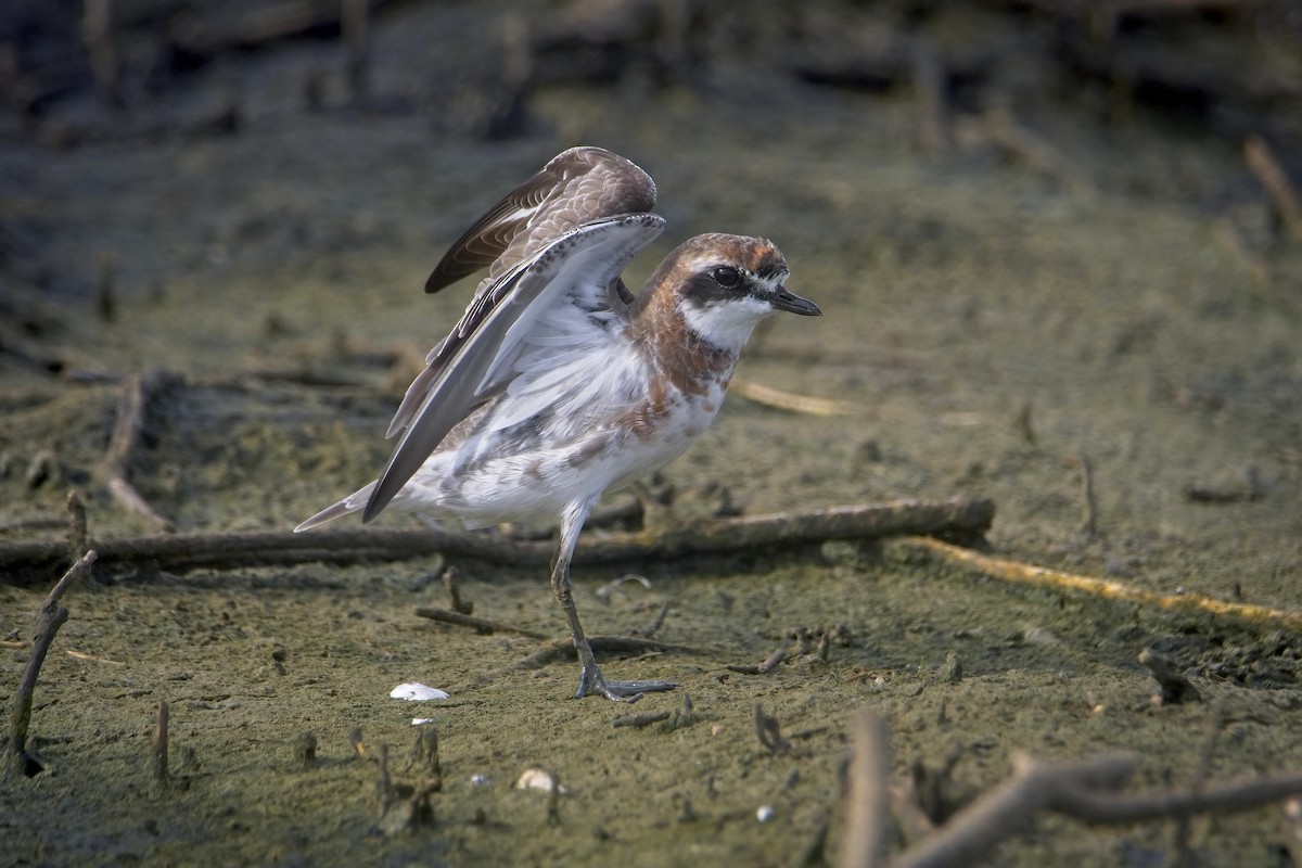 Siberian Sand-Plover - ML544795051