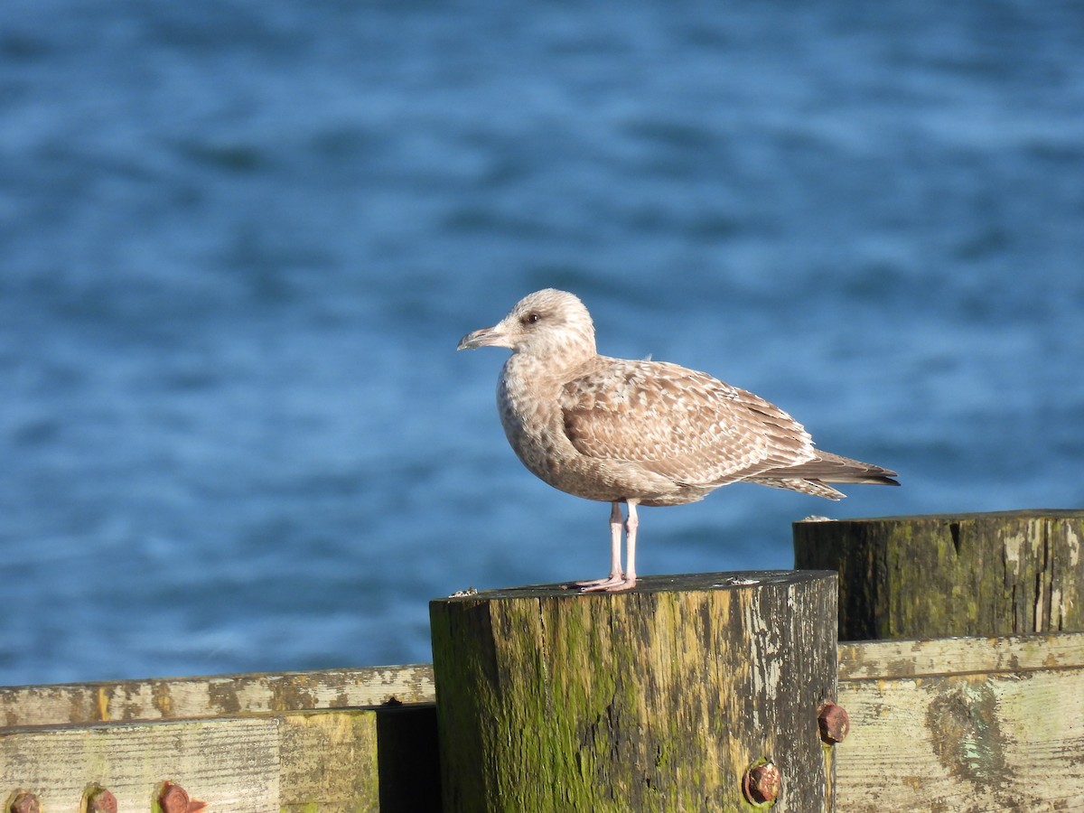 American Herring Gull - ML544795211