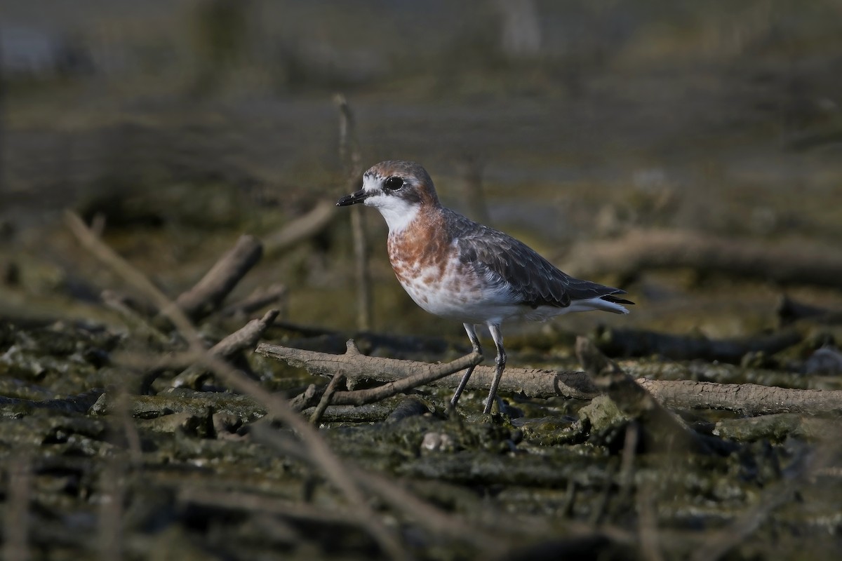 Siberian Sand-Plover - ML544795531