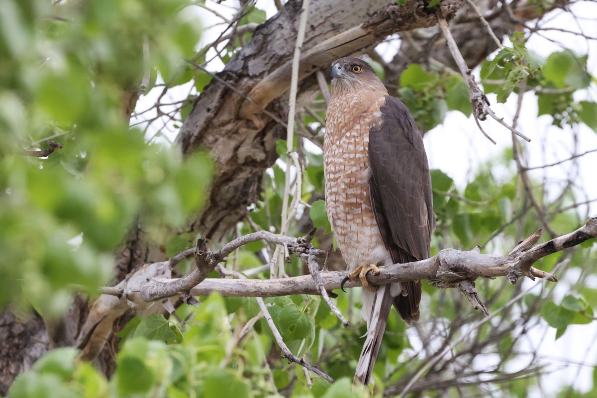 Cooper's Hawk - ML544795731