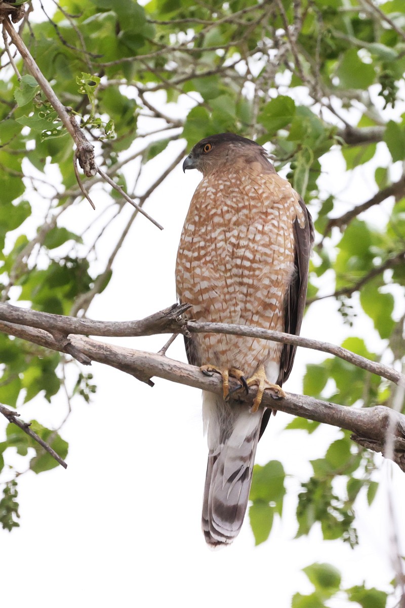 Cooper's Hawk - Jill Norbury-Jaranson and John Jaranson