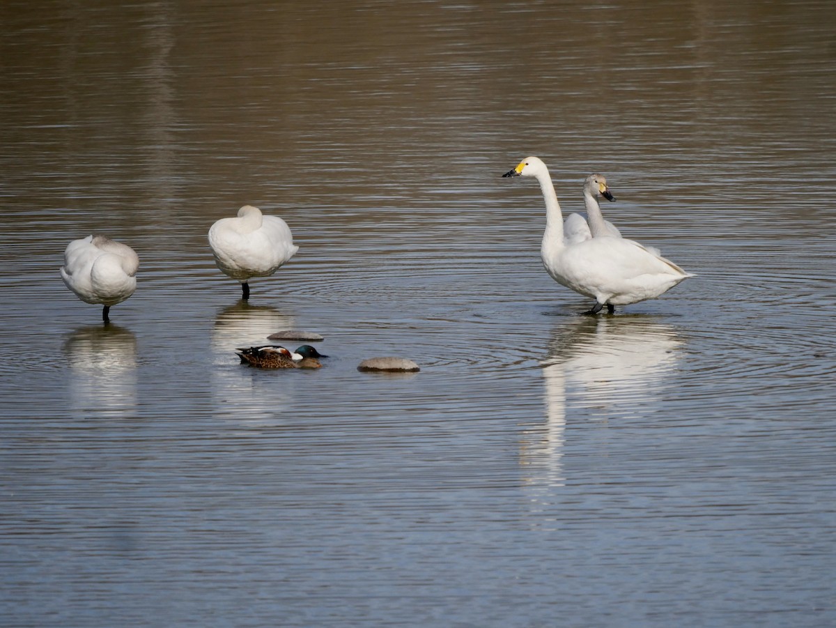 Zwergschwan (bewickii) - ML544795951