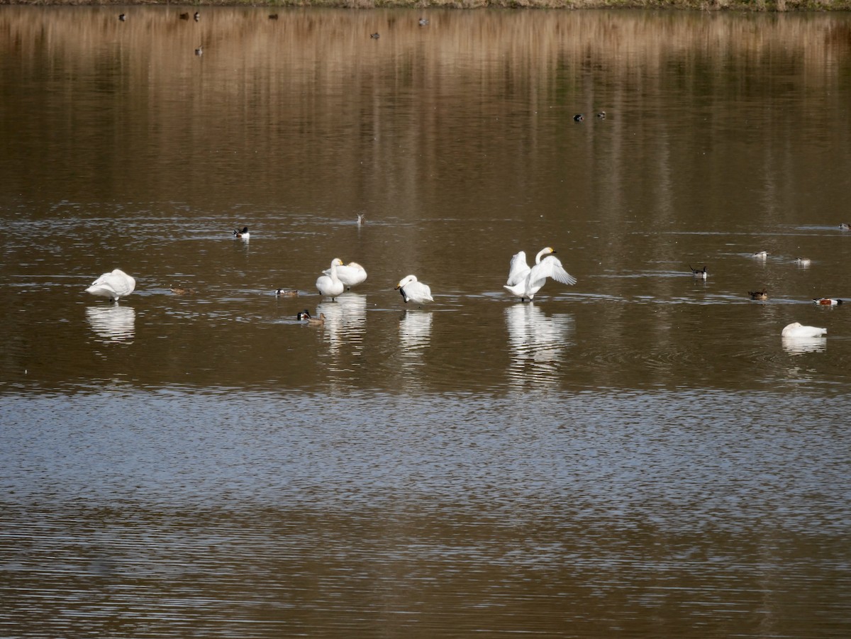 Tundra Swan (Bewick's) - ML544795961