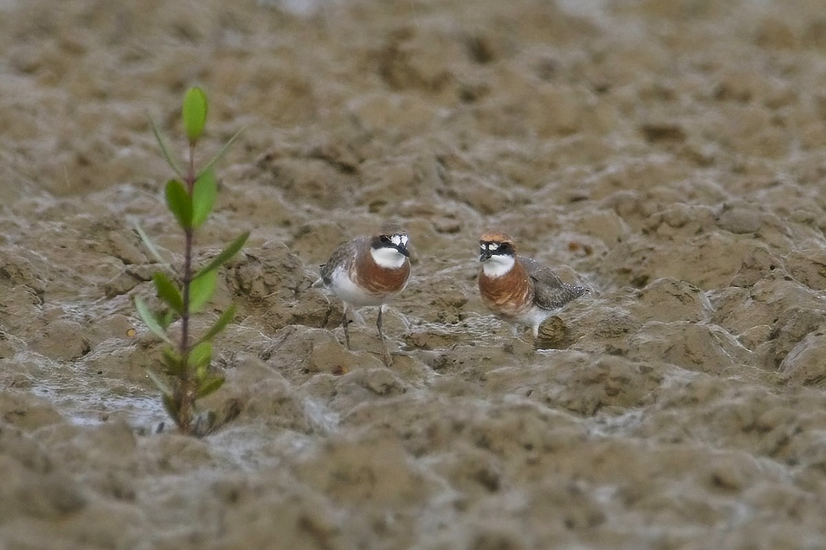 Siberian Sand-Plover - ML544796061