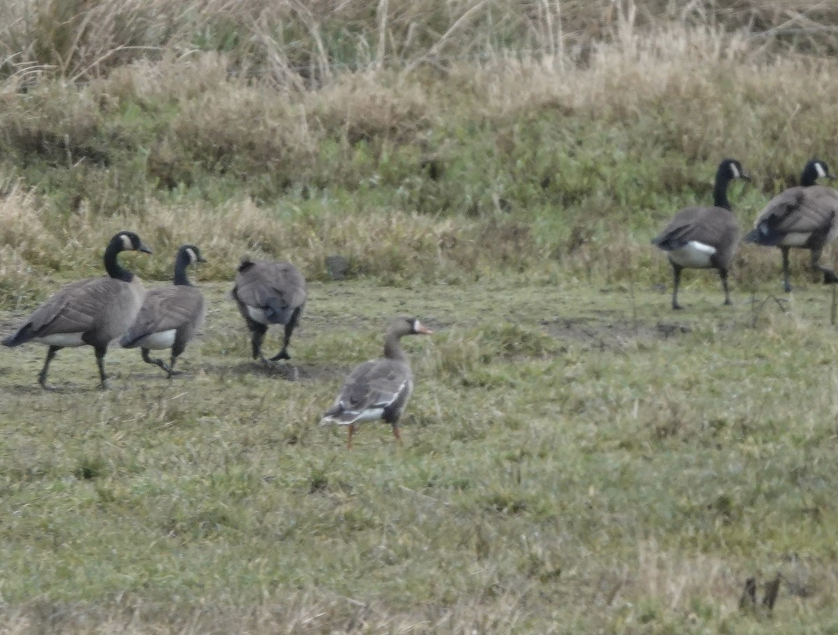 Greater White-fronted Goose - ML544796221