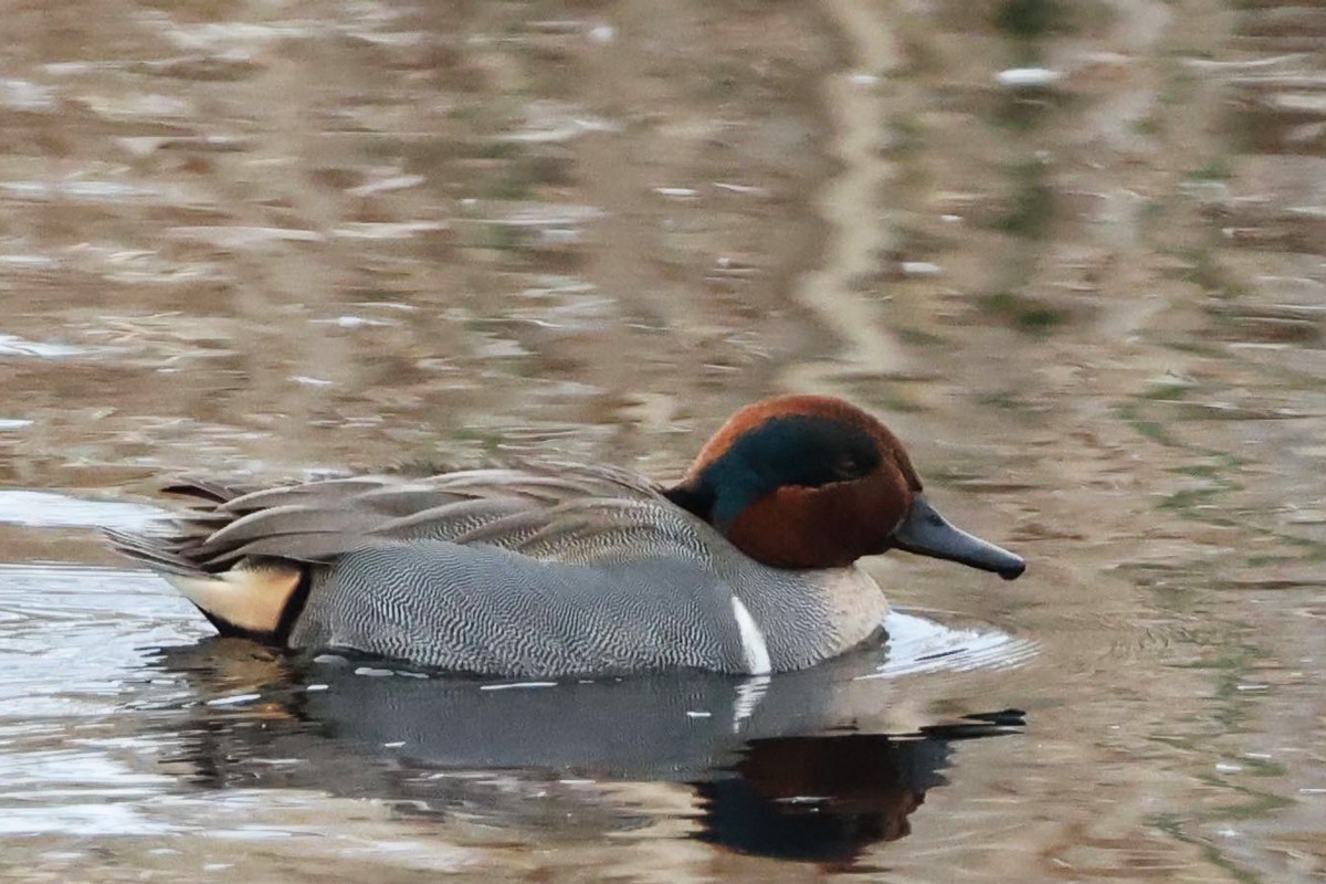 Green-winged Teal - ML544796431