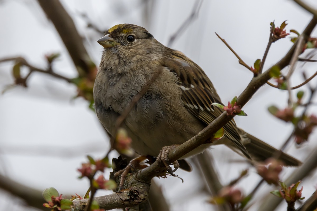 Golden-crowned Sparrow - Ian Burgess