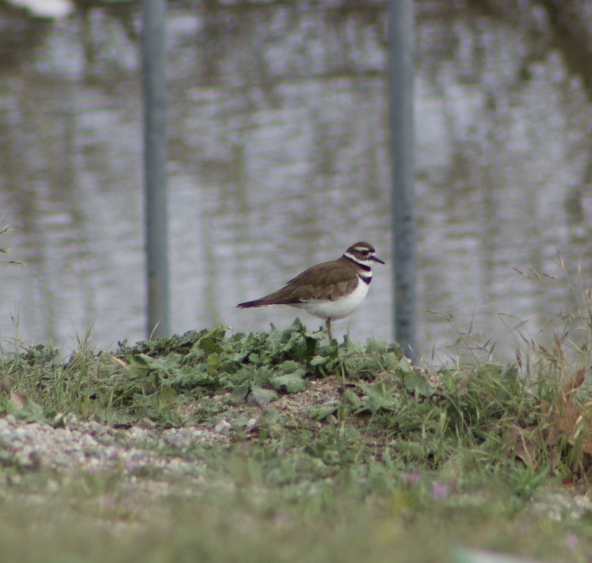 Killdeer - ML544796741