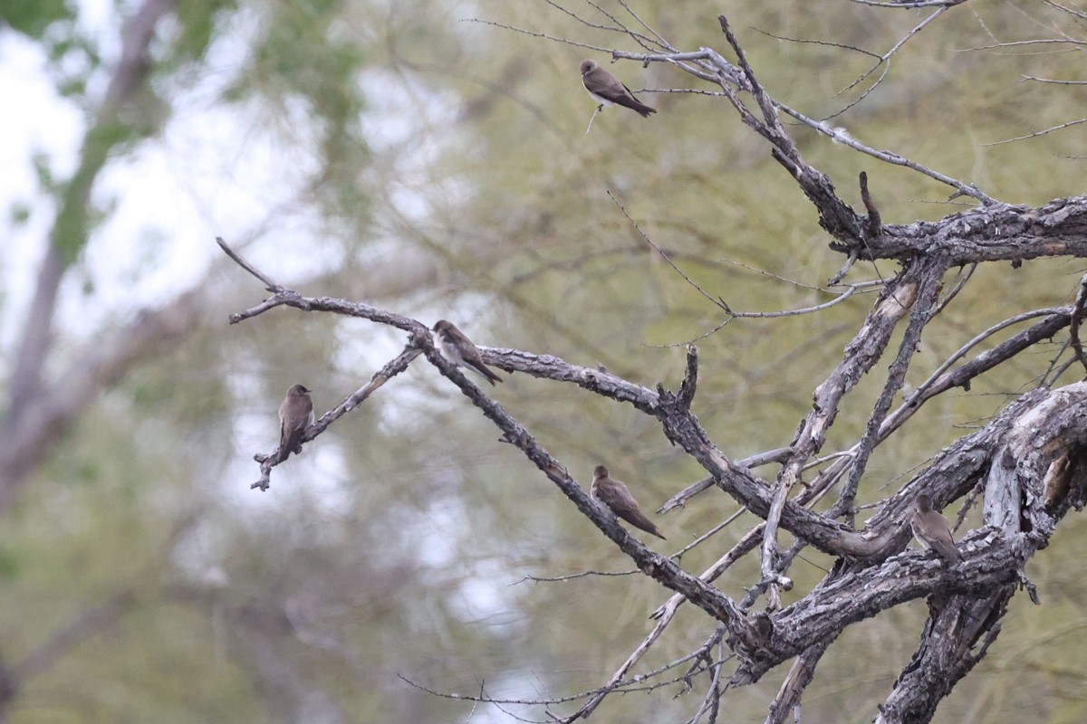 Northern Rough-winged Swallow - Jill Norbury-Jaranson and John Jaranson