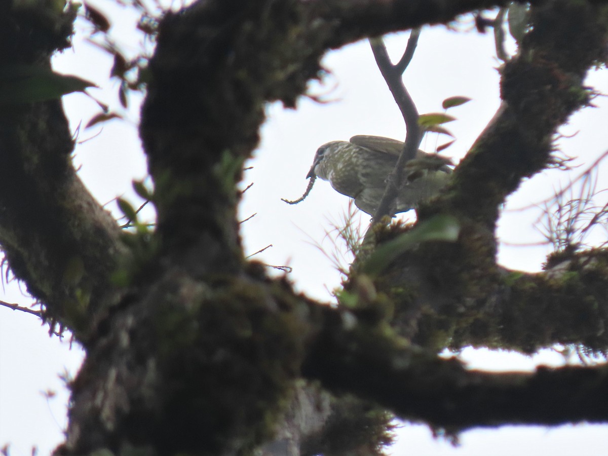 White Bellbird - ML544797101