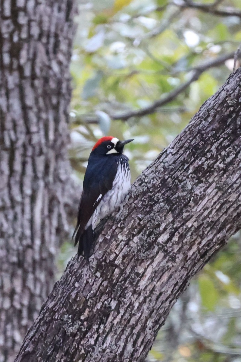 Acorn Woodpecker - ML544797121