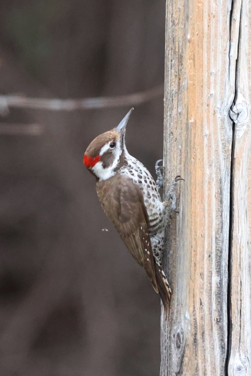 Arizona Woodpecker - Jill Norbury-Jaranson and John Jaranson