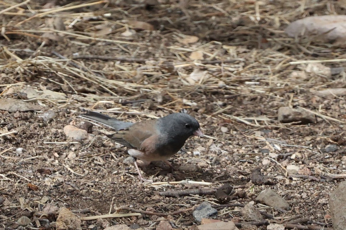 Dark-eyed Junco (Pink-sided) - Jill Norbury-Jaranson and John Jaranson