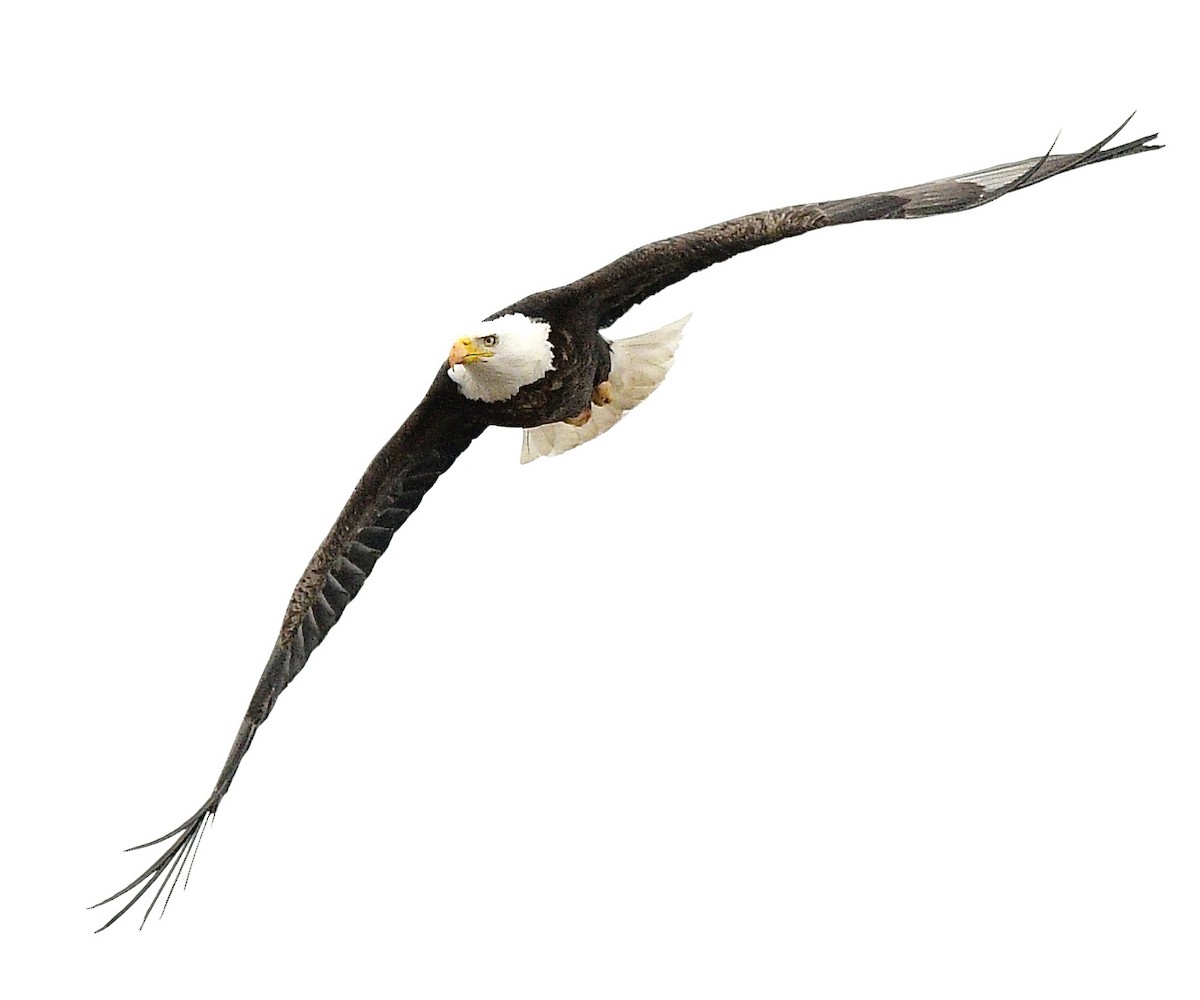 Белоголовый орлан - ML544797951