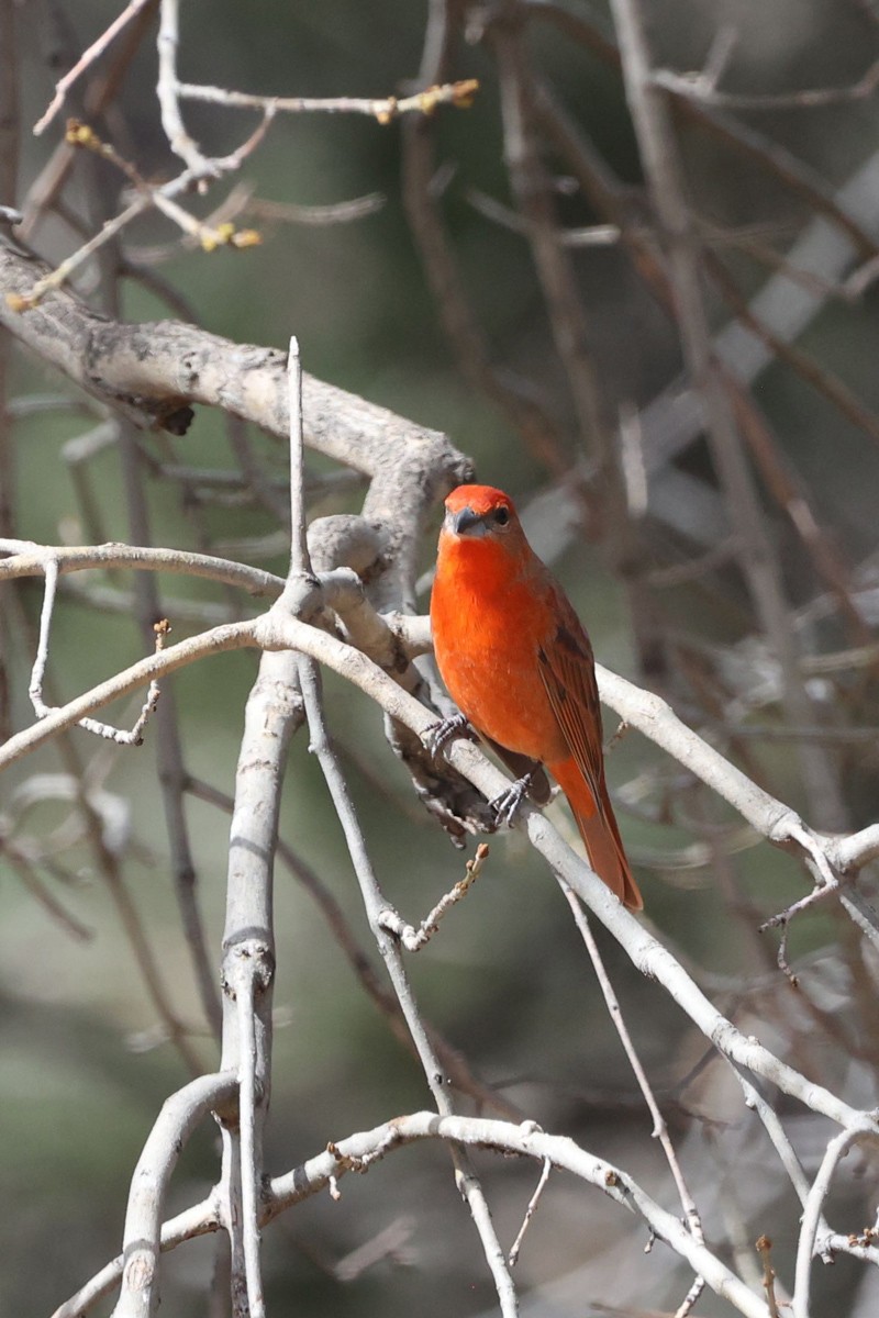 Hepatic Tanager (Northern) - Jill Norbury-Jaranson and John Jaranson