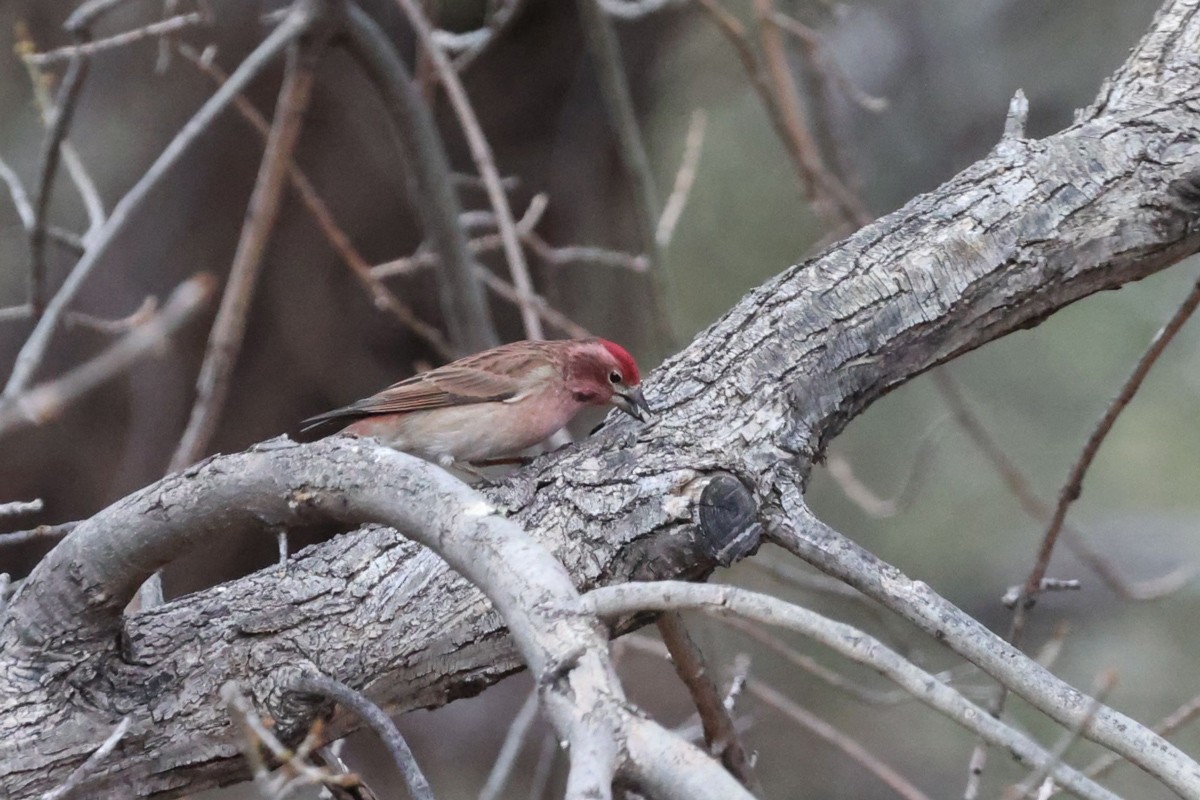 Cassin's Finch - ML544798171