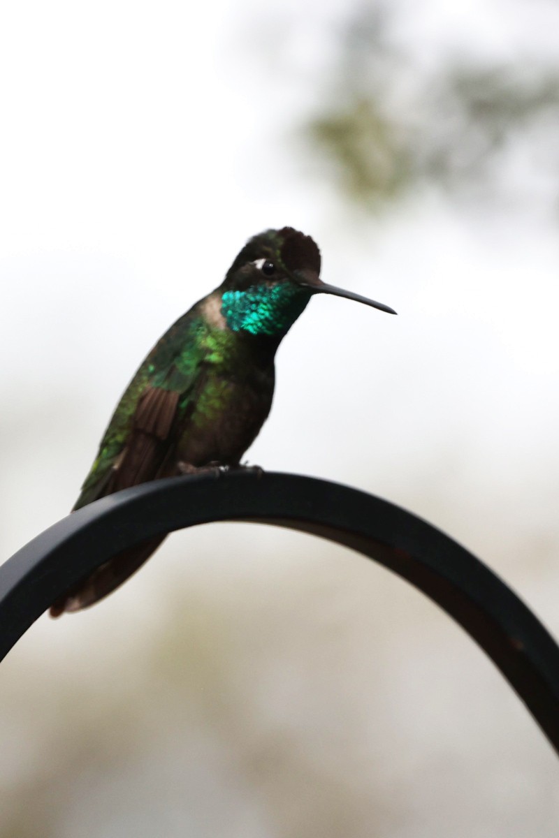 Rivoli's Hummingbird - Jill Norbury-Jaranson and John Jaranson