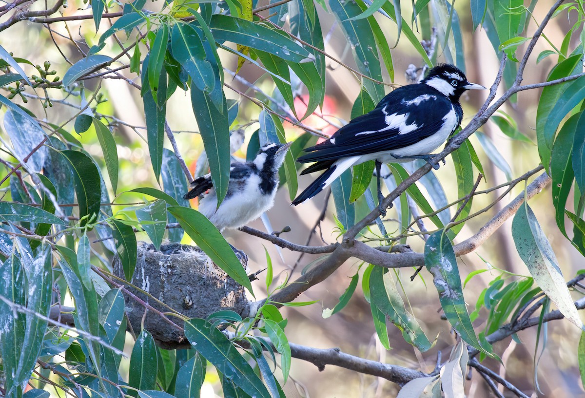 Magpie-lark - ML544798921