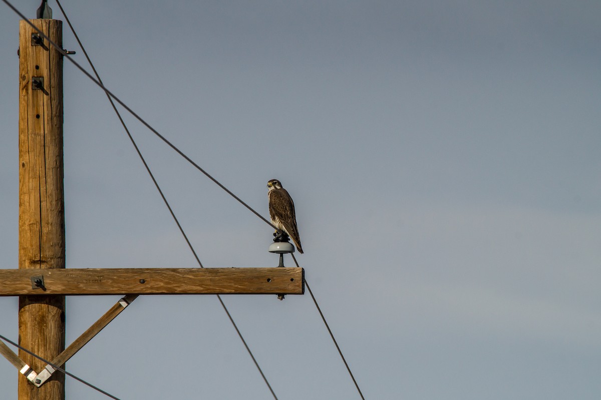 Prairie Falcon - Joseph Runs Through