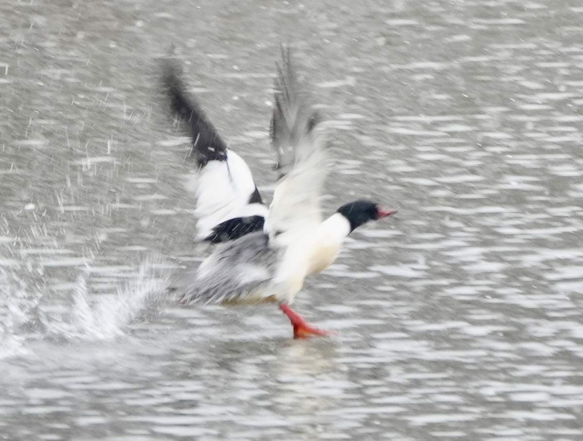 Common Merganser - ML544799181