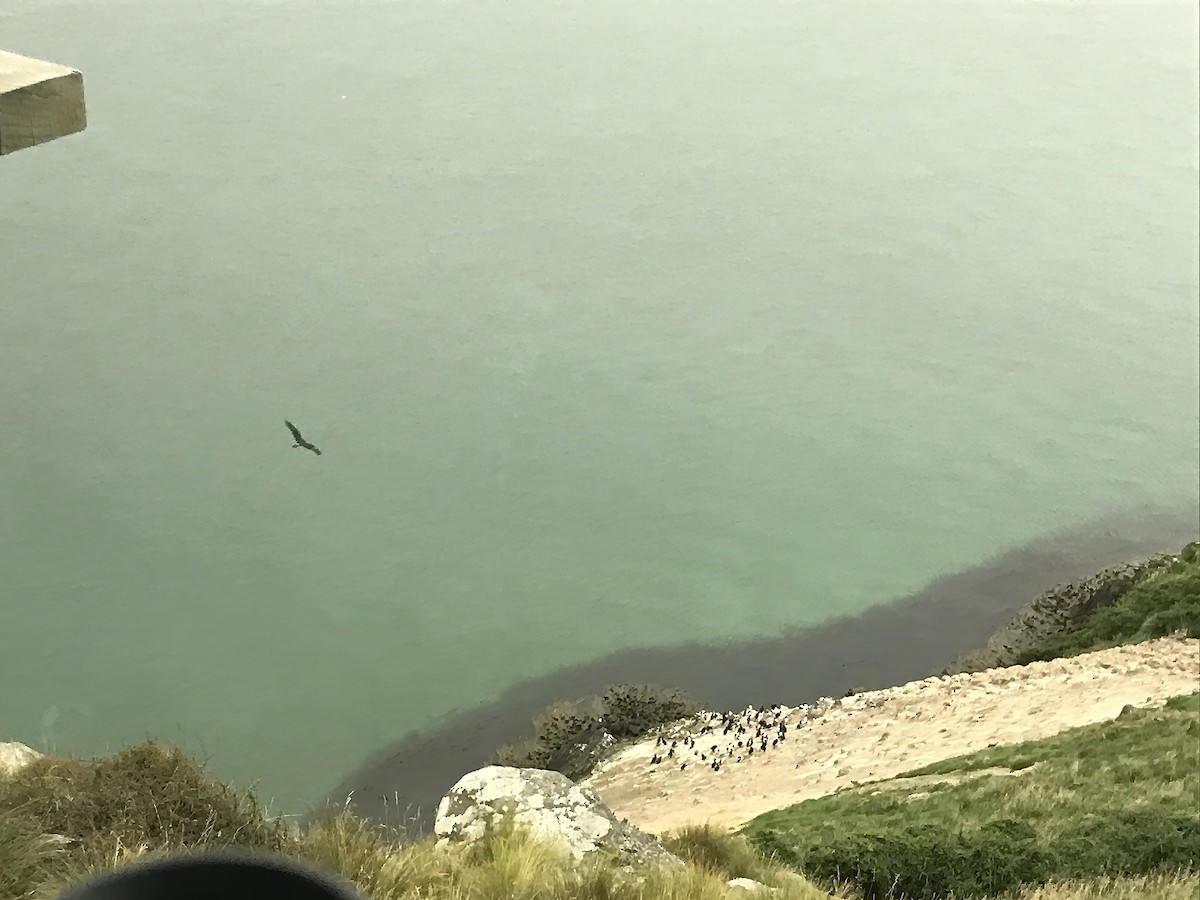 Stewart Island Shag - ML544799441