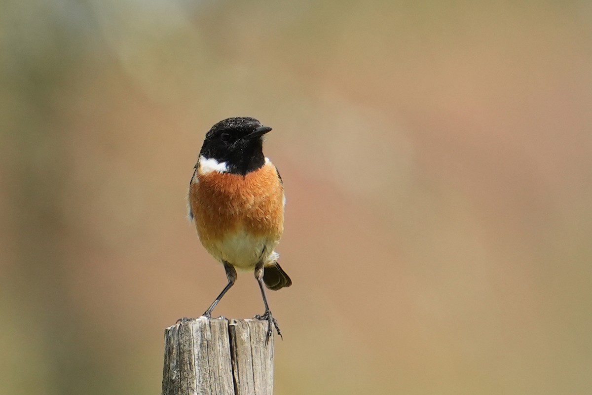 European Stonechat - ML544799911