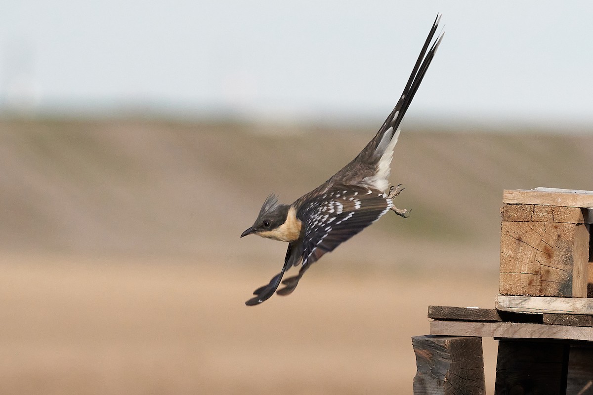 Great Spotted Cuckoo - ML544801851