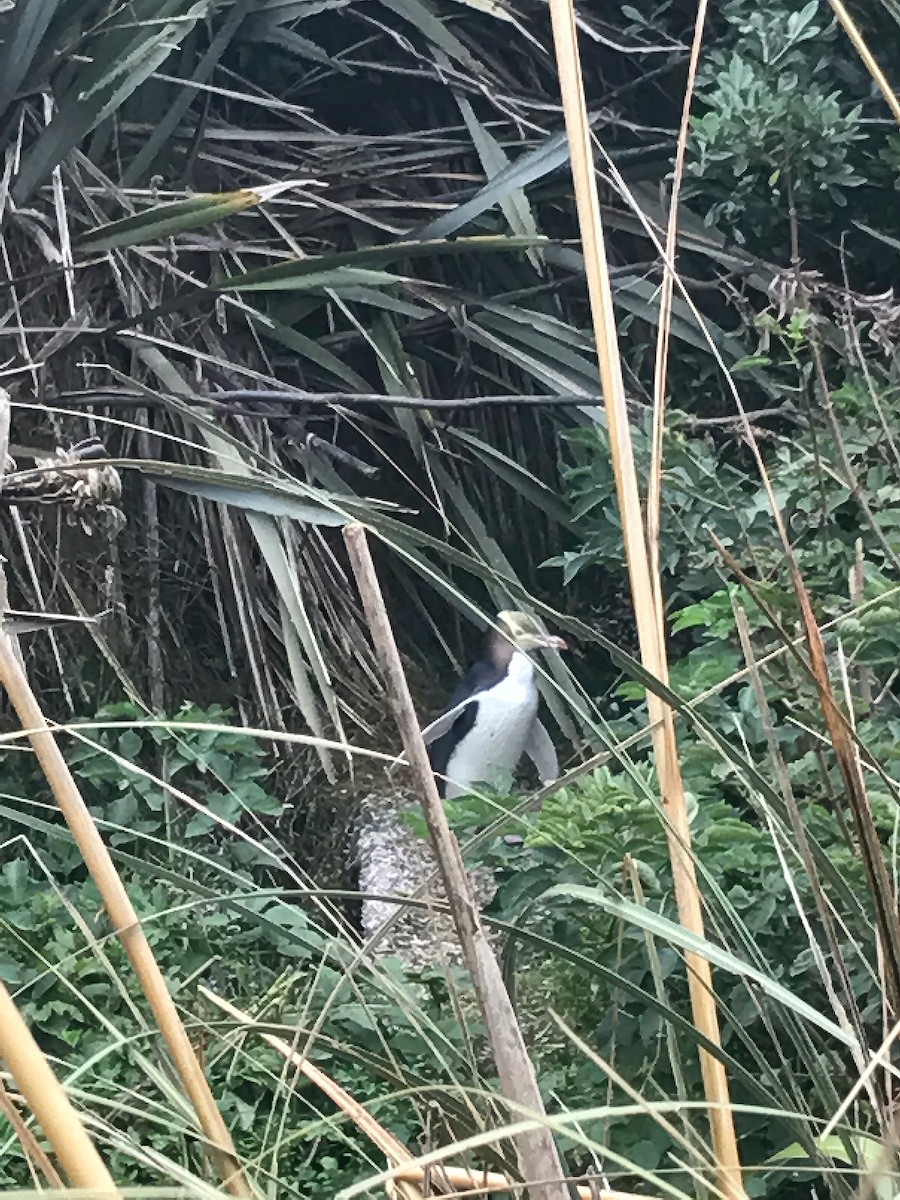 Yellow-eyed Penguin - ML544803381