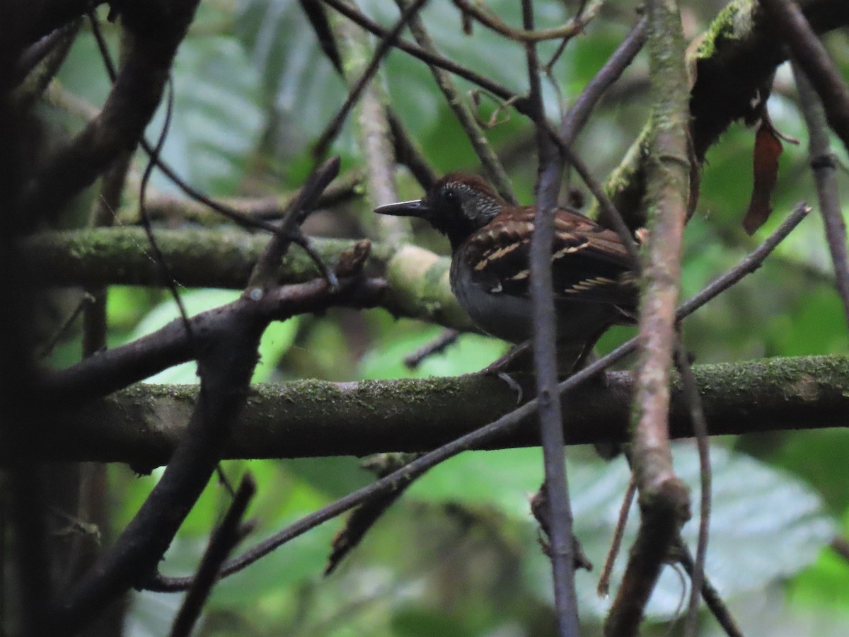 Wing-banded Antbird (Wing-banded) - Hugo Foxonet