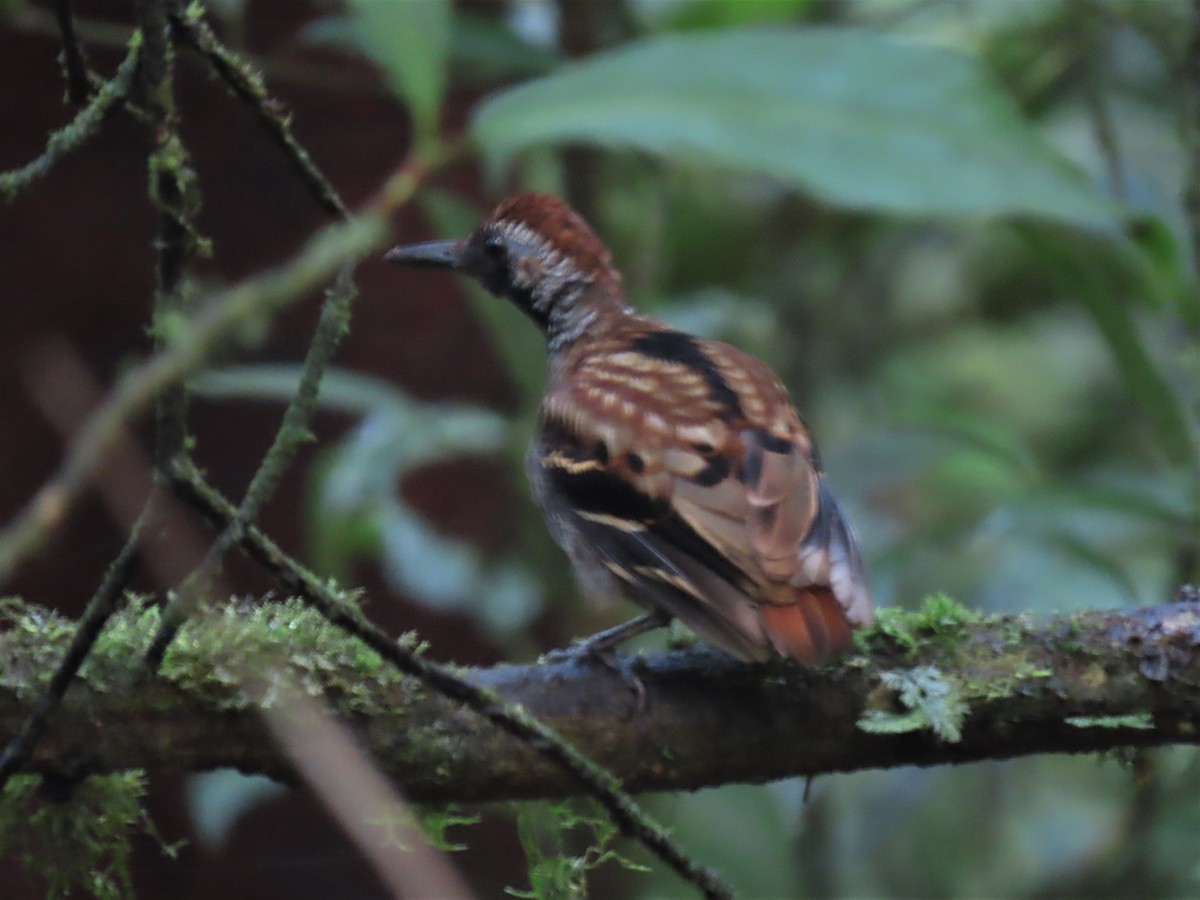 Wing-banded Antbird - Hugo Foxonet