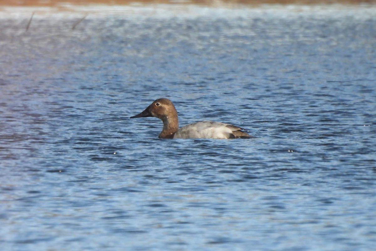 Canvasback - ML544804511