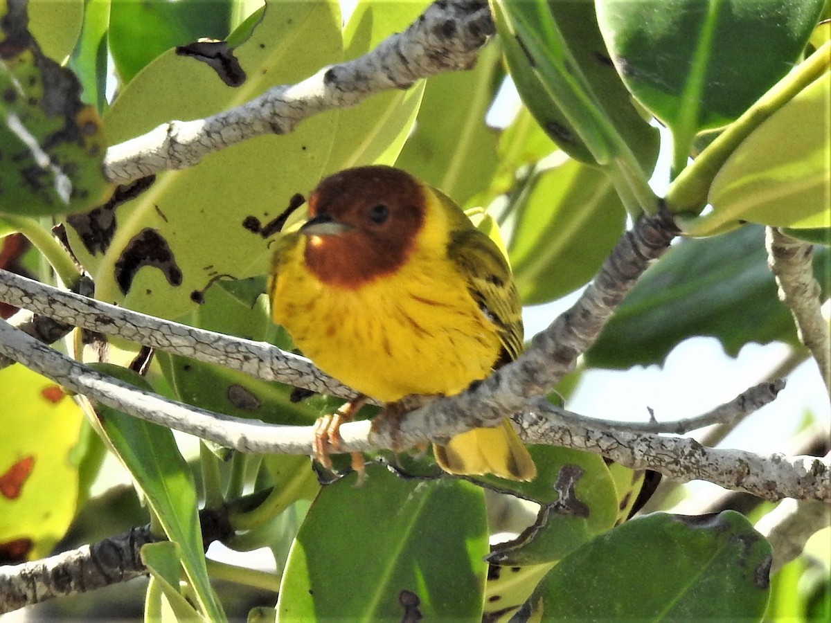 Yellow Warbler (Mangrove) - ML544804701