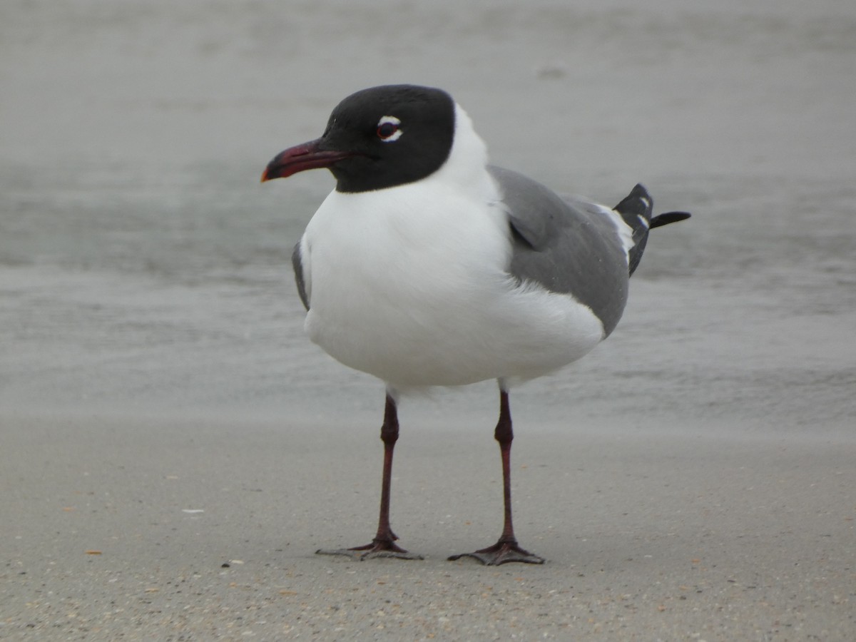 Laughing Gull - Jacob Annis