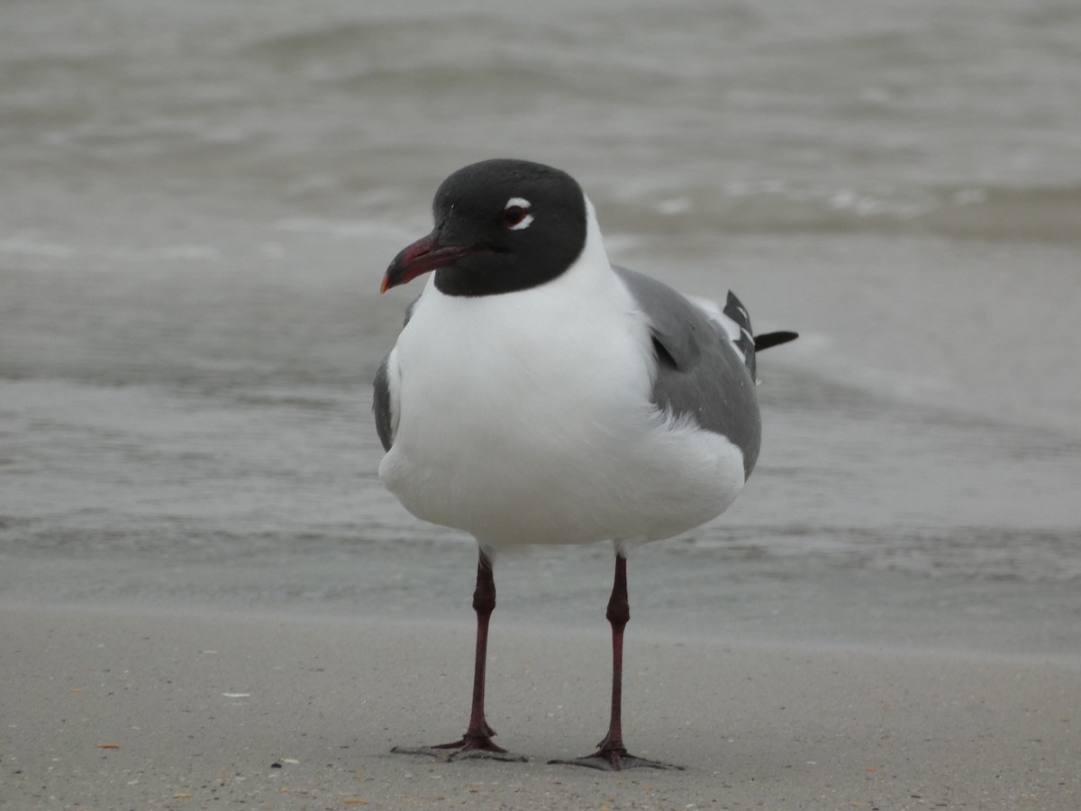 Laughing Gull - Jacob Annis