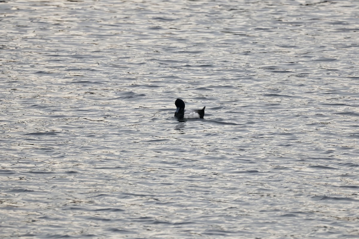 Lesser Scaup - ML544806781