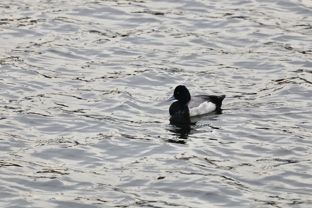 Lesser Scaup - ML544806791