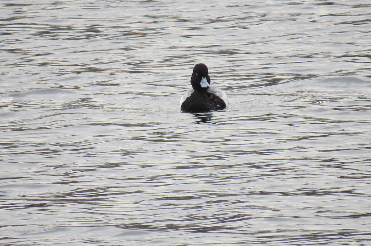 Lesser Scaup - ML544806961