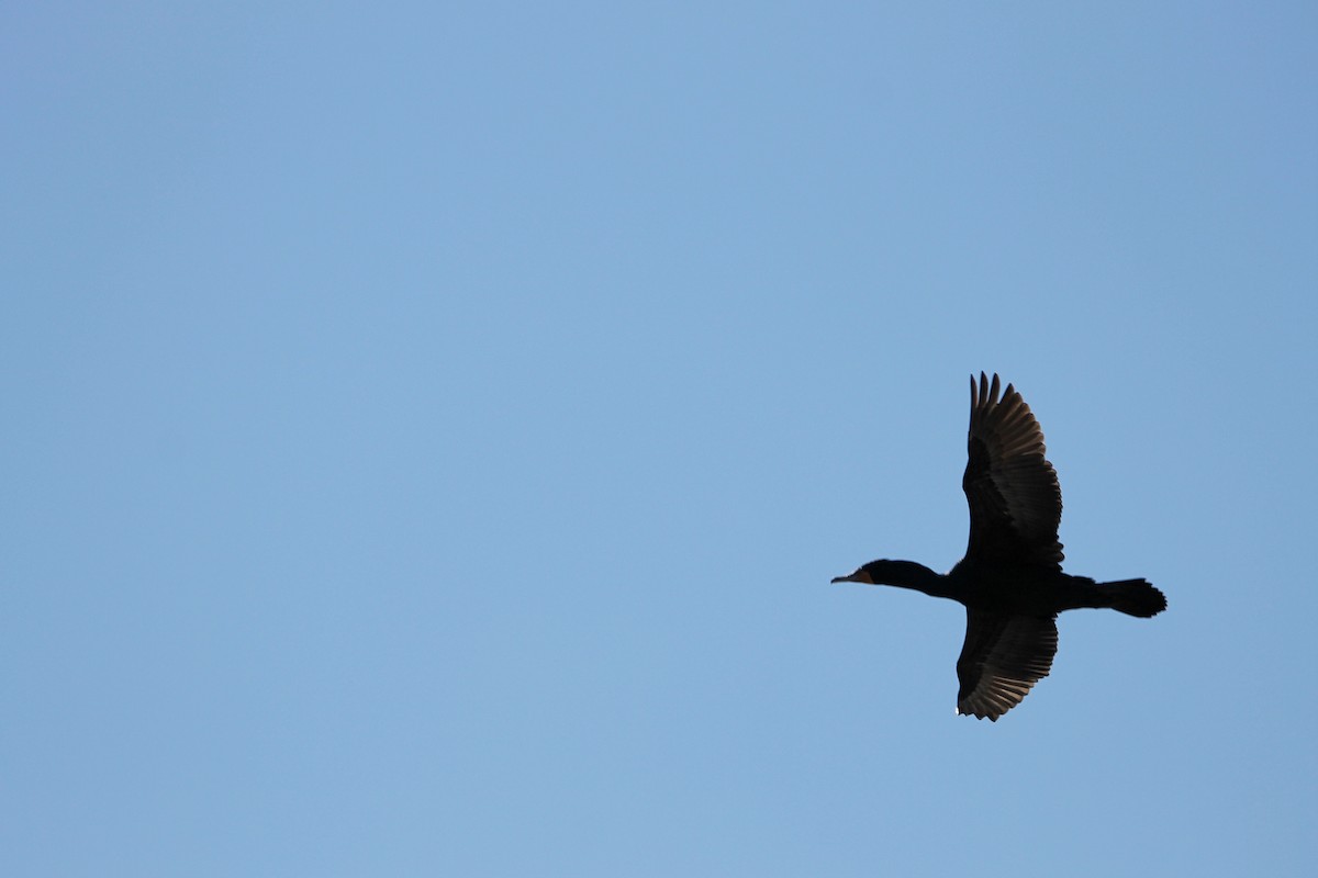 Cormoran à aigrettes - ML54480841