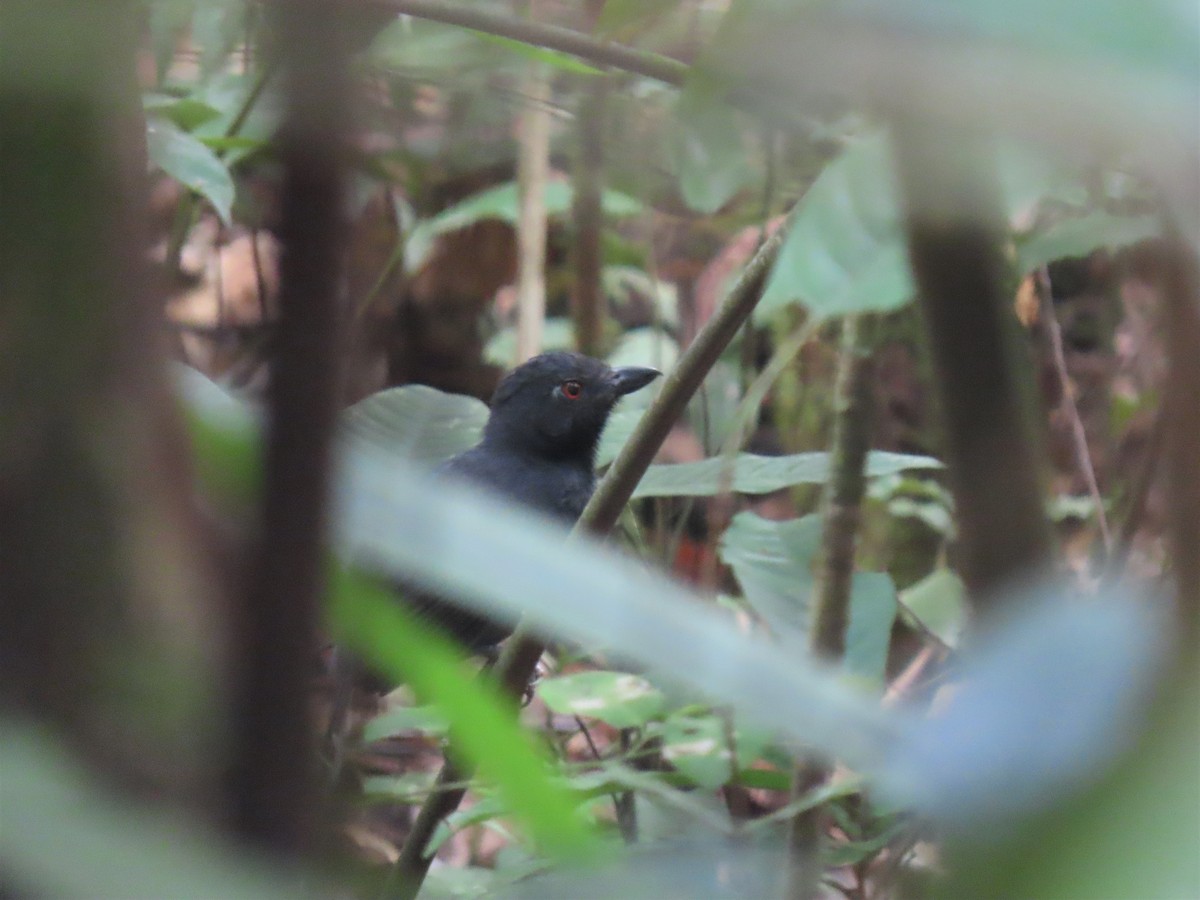 Black-throated Antshrike - Hugo Foxonet