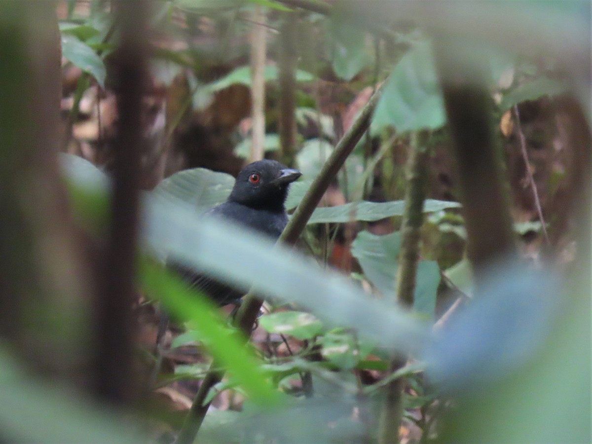 Black-throated Antshrike - ML544808621