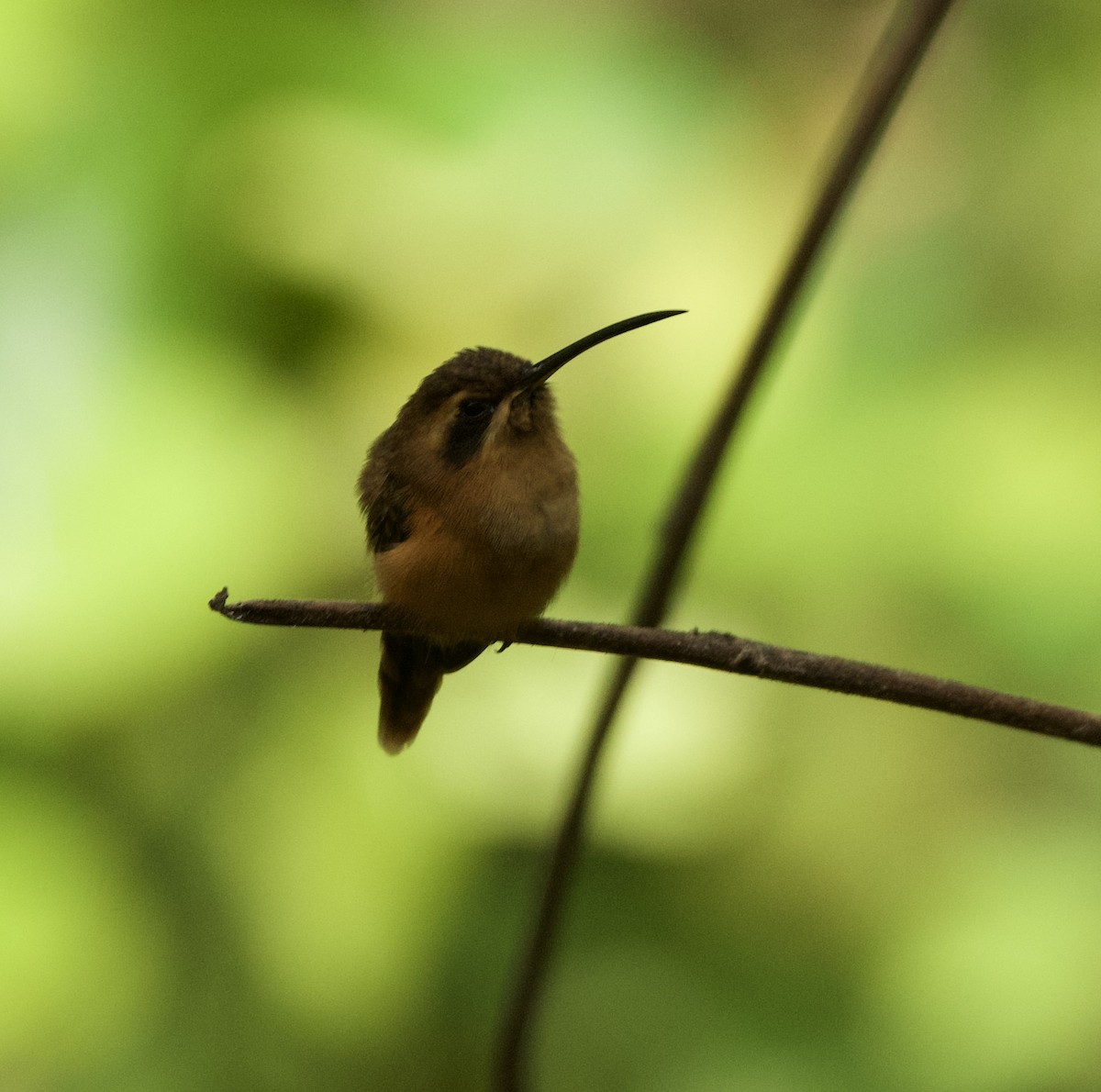 Stripe-throated Hermit - Emily Reasor