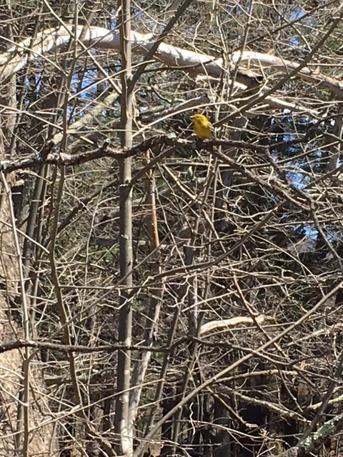 Pine Warbler - ML54481031